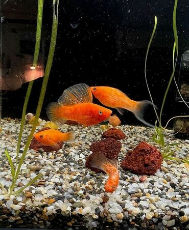 аквариум без рыб: Valiferia yetkin 4Azn
Aranda böyüb ölçü 15Azn
Qurami 1,50Azn