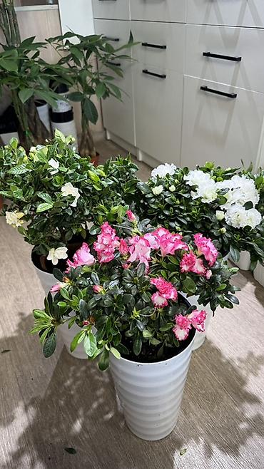 Другие комнатные растения: Комнатные растения в горшках-декоративнолиственные и цветущие виды. В — 11