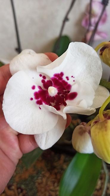 Орхидеи: Орхидея фаленопсис Особенности: - Крупные цветки классической формы — 6