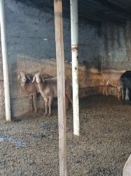 отдам даром вислоухого котенка: Сатам | Ургаачы кой (ургаачы), Кочкор (эркек) | Арашан | Союуга, Көбөйтүү үчүн | Бооз