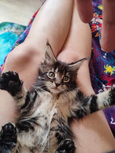 котята сибирской кошки: Мейн-кун, 2 месяца, Мальчик, Приучена к лотку, Проглистована, С прививками