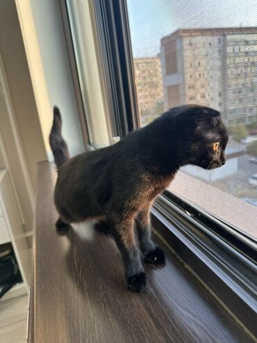 где можно купить шотландского вислоухого котенка: Скотиш Фолд (Шотландская вислоухая), 6 месяцев, Девочка, Черный, Приучена к лотку, Проглистована, С прививками
