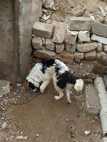 İtlər: Salam 8ayliq kucuydu dişidi maturxanin nəticəsidi.ite gedir amma — 3