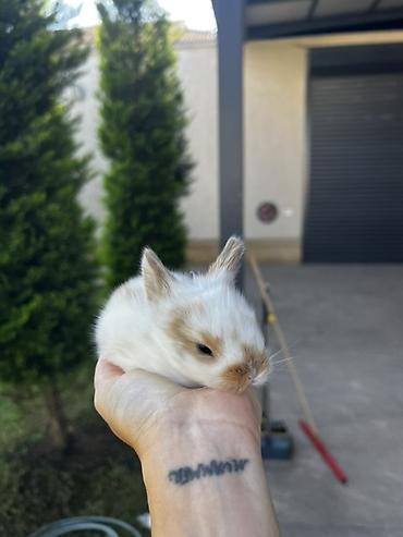 dovşan satışı: 🐰 1 aylıq Safqan Holland Lop balası satılır ✅ 1 aylıqdır ✅ Safqan — 3
