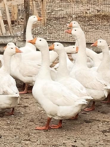 Үй жаныбарлары: Гуси Линда живьем на мясо — 40 шт. (Молодняк, самовывоз) Продаю — 2