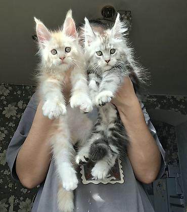 кошка породы мейн кун: ✨ Шикарные котята-полидакты ✨ В продаже очаровательные — 4