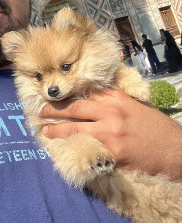 pop it в баку: Pomeranian şpitz(rus) 3 aylıqdır. Peyvəndi olunub. 2 həftə əvvəl