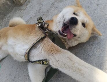 haski it adlari: Akita-inu, 2 il