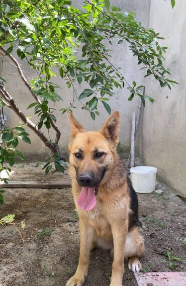 ingilis setter it cinsinin digər adı: Alman çoban iti, 8 ay, Dişi