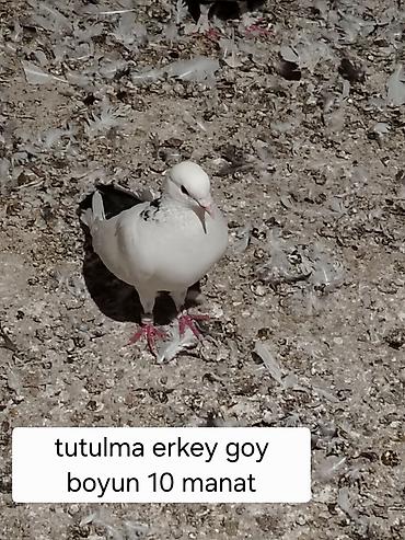 Heyvanlar: Məhsul: göyərçinlər - Erkək “goy boyun” göyərçin – tutulma. Ağ — 1