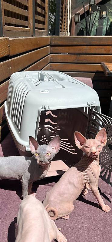 male mace: Preostala su još dva prelepa mužjaka Sphynx mačića stara 3,5 meseca — 5