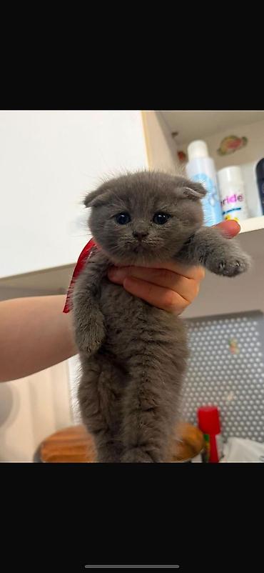 Кошки: Шотландская вислоухая — 5