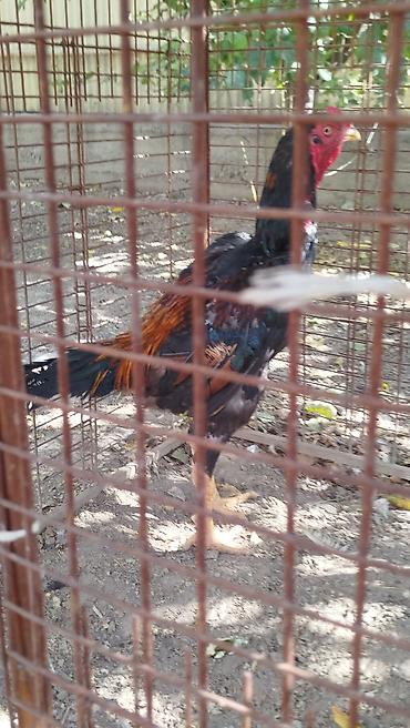 аренда дома для мероприятия: Дакан жожо короз сатылат алмашу жолдору бар жемге жугоруго дамашный — 7