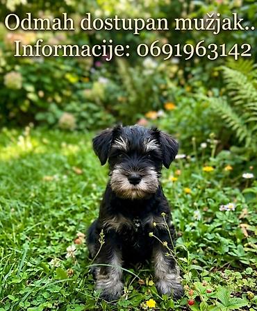 pomeranci psi: Muško štene patuljastog šnaucera (Miniature Schnauzer) - Pol: mužjak — 1