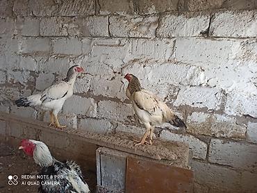 qaz bala: Toyuq, Damazlıq — 4