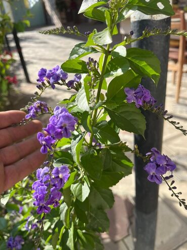 Ağaclar: Bağ bitkiləri – dekorativ ağac və kol sortları - Tulpan Maqnoliya — 18