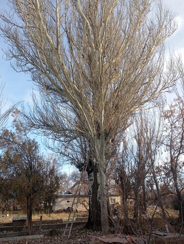 Доски: Доски, Необрезные, Для кровли крыши, Береза, Черновые — 10