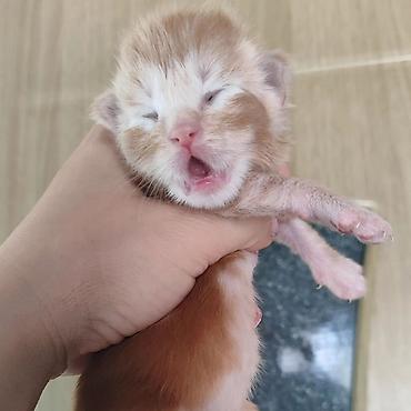 Продажа кошек: Мейн-кун Ласковый Гигант🥳🥳🥳🥳, малыш Мейн-кун открыть для бронирование — 1