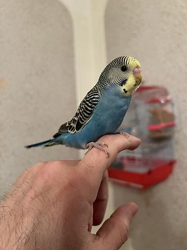 Tutuquşları: 🦜 Xüsusi Danışan Macha – 3 Aylıq Erkək Bala 🦜 Seçilmiş baxım və — 1