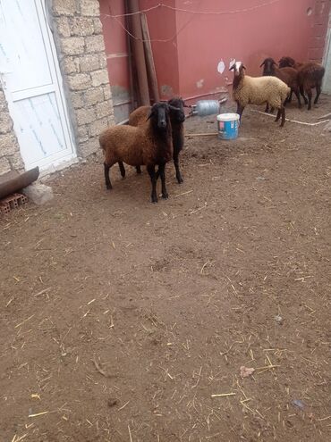Qoyunlar, qoçlar: Erkək, Qala, il: 1, Damazlıq, Ətlik, Ünvandan götürmə — 8