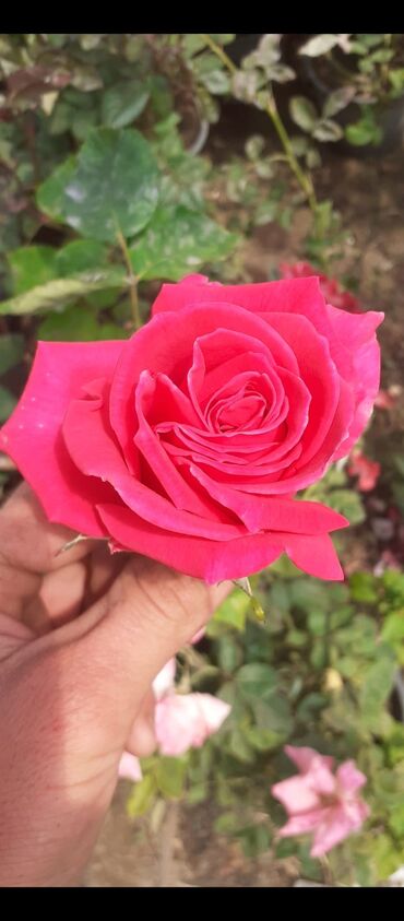 Tinglər: Məhsul: Gül kolları (gül tingləri) - Növlər və rənglər: - — 8