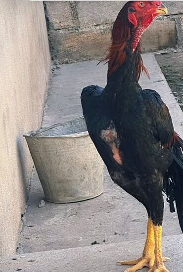 Аквариумные аксессуары и принадлежности: Bu xoruz cinsi özünün qamətli duruşu, güclü bədən quruluşu və