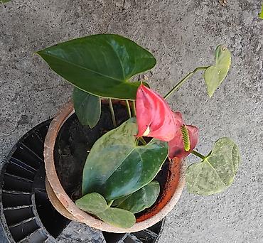 кесер сап: Комнатные/балконные растения в горшках — каланхоэ (Kalanchoe — 2