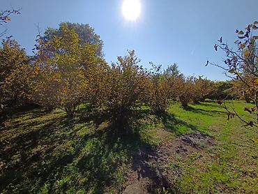 Torpaq sahələrinin satışı: Kənd təsərrüfatı — 7