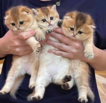 Pişiklər: Şotland yastı qulaq — 24