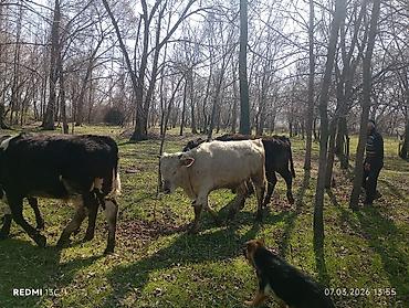 Коровы, быки: Продаю | Тёлка | Полукровка | На откорм — 8