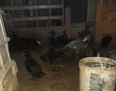 купить кролика в баку: Muscovy ördəkləri (indo-ördəklər) – müxtəlif rənglərdə sürü -