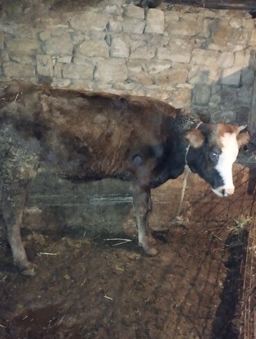 Dana, buzov: Dana, buzov, Erkək, ay: 6, Ətlik — 11