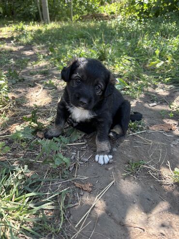 сколько стоит щенок сиба ину: 2 месяца, Самец