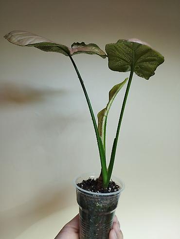 Папоротники: В продаже : Папоротник Тигр, Сингониум Орм Нак, Хойя New Moon — 6