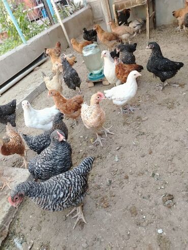 heyvan satilir: Təcili 20 eded çolpa satılır tam sağlamdır zəng:050 678 90 93 vp:050