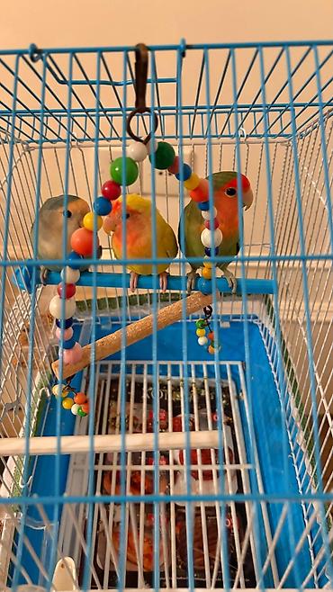 Tutuquşları: Korella əl quşu bala hazir cut kime hansi lazimdisa var sarilar 45-50 — 28