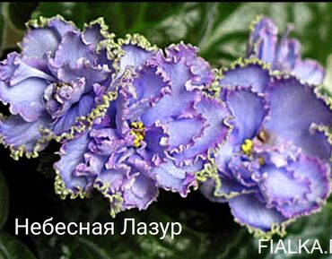 Otaq bitkiləri: 5 — 17