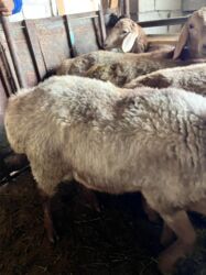 Бараны, овцы: Продаю | Баран (самец) | Эдильбаевская | Для разведения — 12