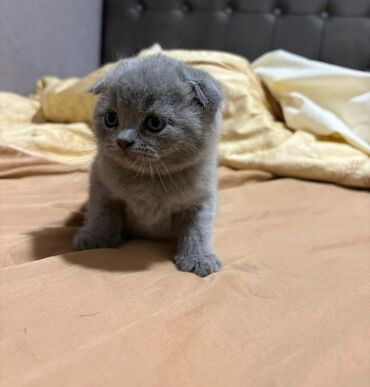 Pişiklər: Britan yastı qulaq, Erkək, Dişi, Yaxşı əllərə, Ünvandan götürmə, Pulsuz çatdırılma, Ödənişli çatdırılma — 3