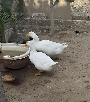 Ördəklər: Ağ Pekin ördəkləri – ev quşu Ördəklər 6 aylıqdır. 3 ədəddir, 1-i — 4