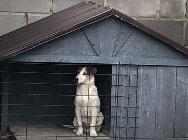 собаки болезни: Продается породистый щенок - бразильский терьер (с будкой). 6 месяц