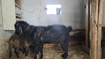 keci heyvan: Hələb keçisi təmiz qan.Çox iri heyvandır həmdə çox aktivdir.Diri — 3