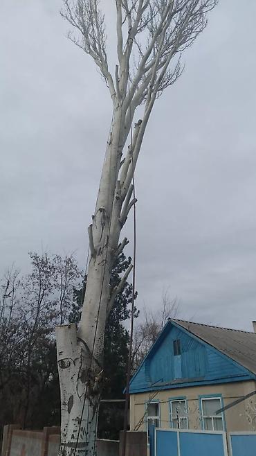 Спил деревьев, заготовка дров: УСЛУГИ АРБОРИСТА. ВАЛЮ ДЕРЕВЬЯ ЛЮБОЙ СЛОЖНОСТИ СТРИЖКА ТОПОЛЕЙ ОБР.ПО — 3