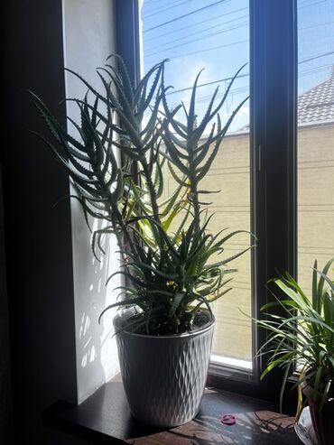 купить сок алоэ: 🌿 Продаётся алоэ — С доставкой по Бишкеку Продаю взрослое, крепкое