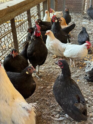 машины на продажу бишкек: Сатам | Короздор, Тооктор