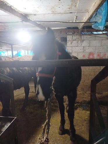 Лошади, кони: Продаю | Жеребенок | Рабочий — 11