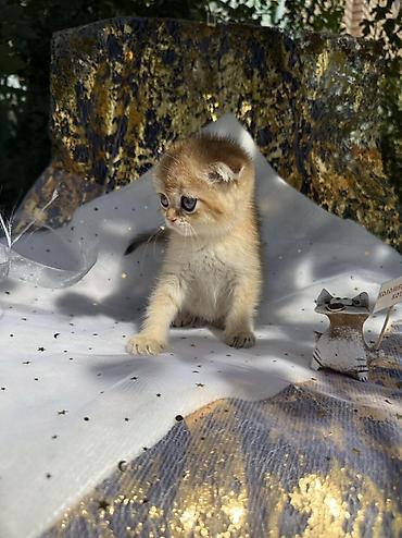 кошка майкун: Шотландский вислоухий котёнок, окрас золотая шиншилла (golden — 8