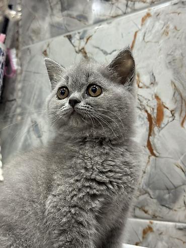 Кошки: Британская, Самка, Платная доставка, Самовывоз — 1