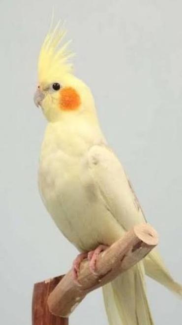 tutuquş: Nimfa (Cockatiel) papuqayları – müxtəlif rənglər • Növlər: Nimfa — 1