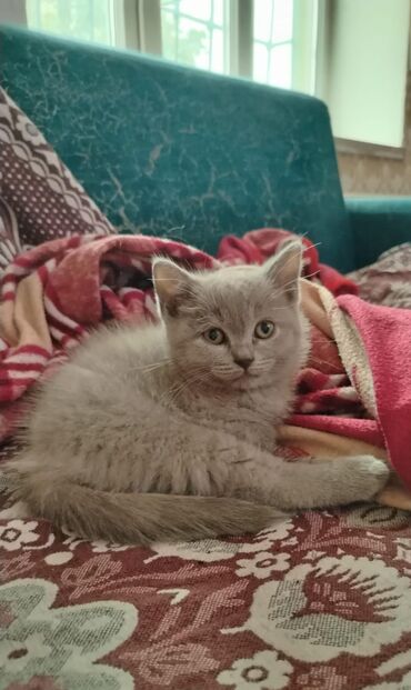 приют для кошек в баку: Boz rəngli, qısa tüklü balaca pişik balası - Yumşaq, sıx və bərabər